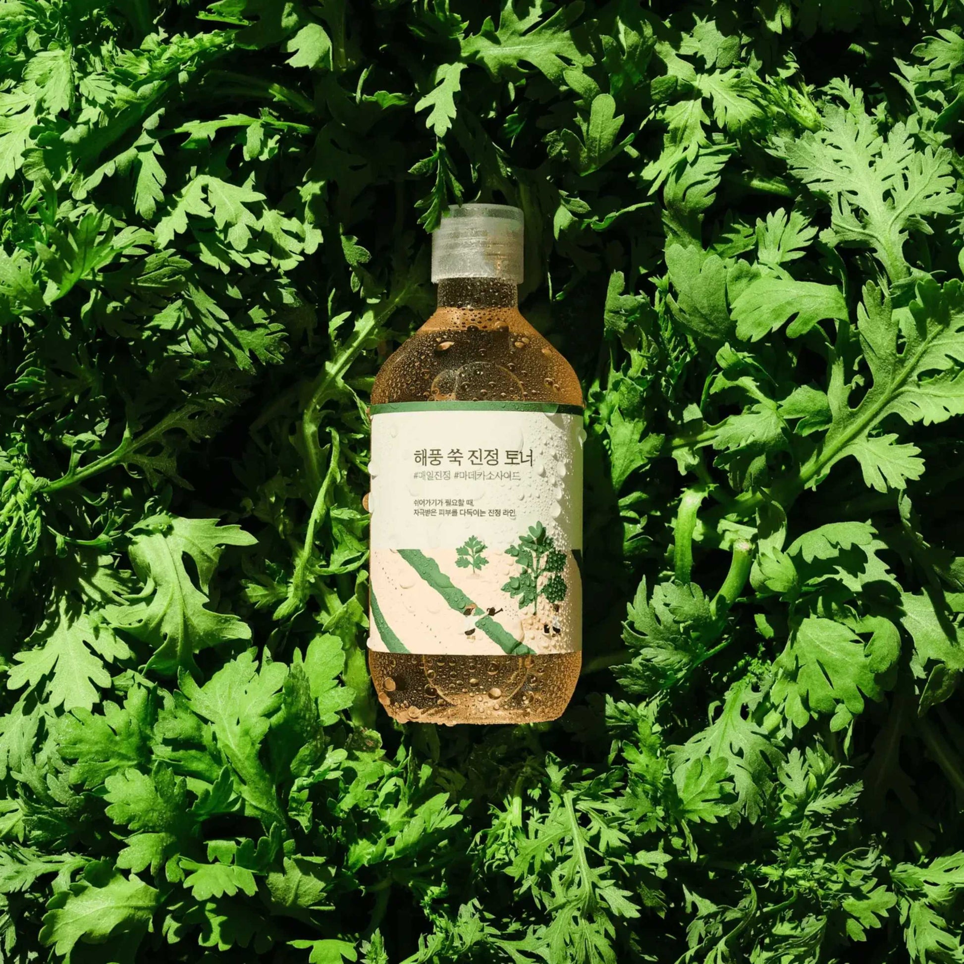 Round Lab Mugwort toner plassert i grønt miljø