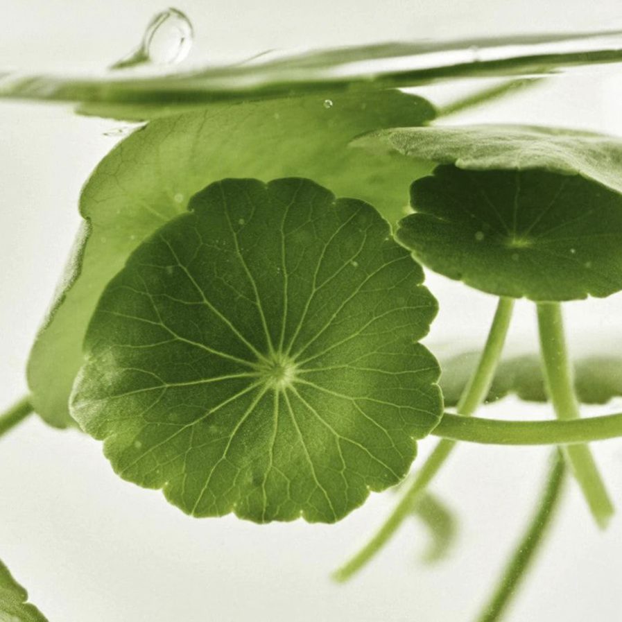 Serum med centella ingrediens